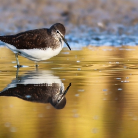 Голям горски водобегач (tringa ochropus)