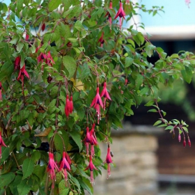 Фуксията /Fuchsia hybrida/  е вечнозелено многогодишно растение, с нависнали прости или кичести цветове в различни разцветки. Растението е от семейство Върбилкови.  В Перу, където е тяхната родина, инките наричат фуксиите ‘’цветя на красотата’’.