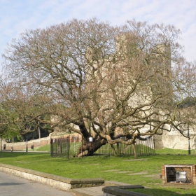 Catalpa tree