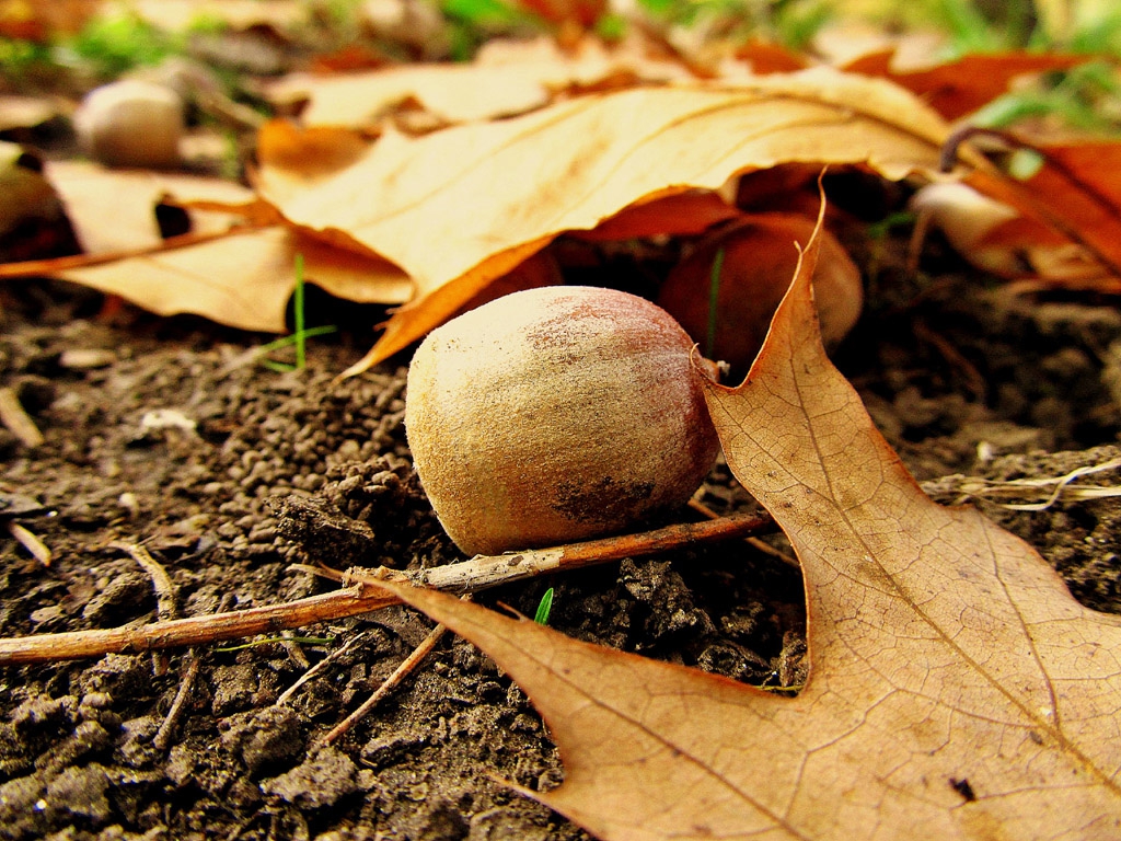 autumn
