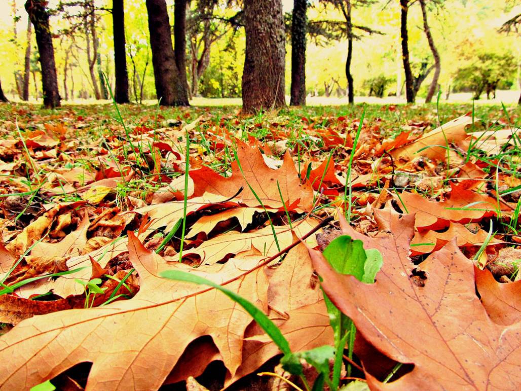 autumn2