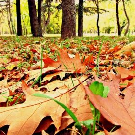 autumn2