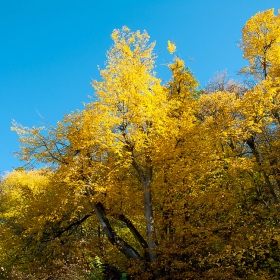 Златна есен