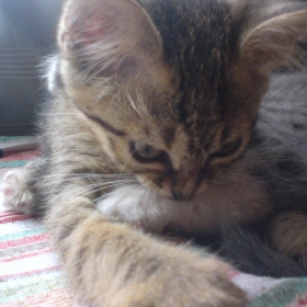 коте,  захапах те ..