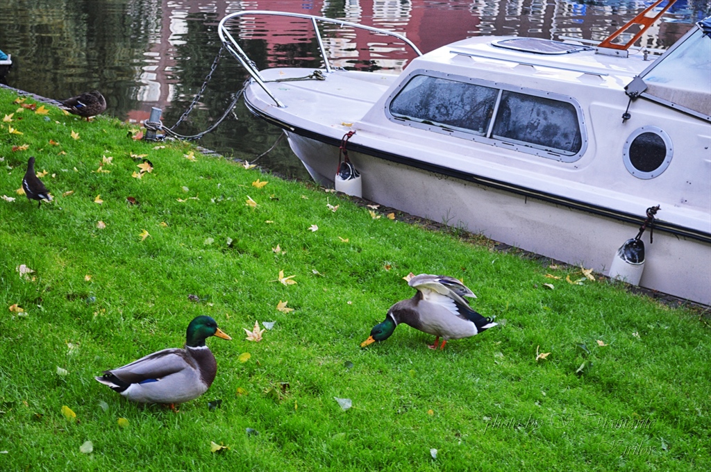 ducks and boats