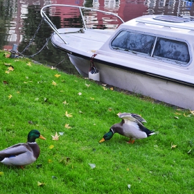 ducks and boats