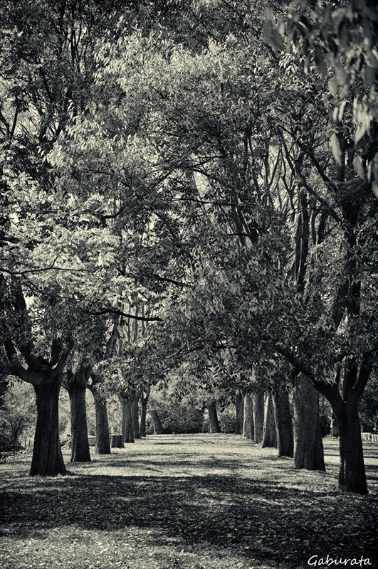 B/W
