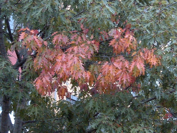 ESEN 13 - SOFIA - 2