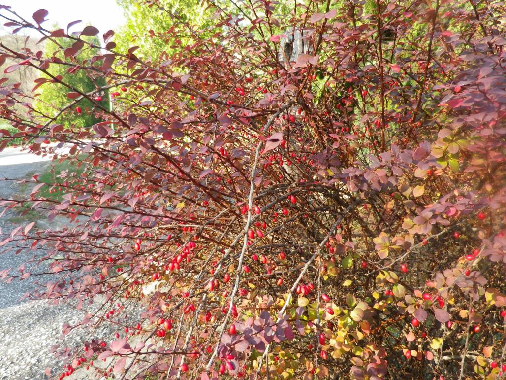 УОГС, Бързия (на ЛТУ, София) 10.11.2013
