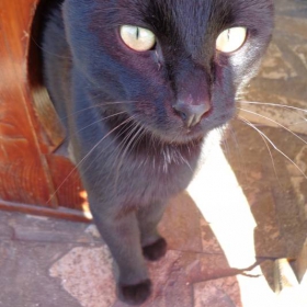 черно коте