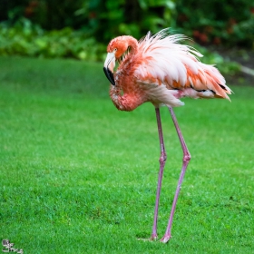 розово фламинго (Phoenicopterus roseus)