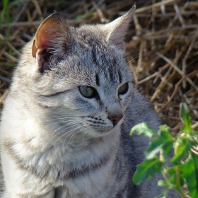 Малък котаран