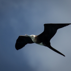 Ascension Frigatebird (Fregata aquila)