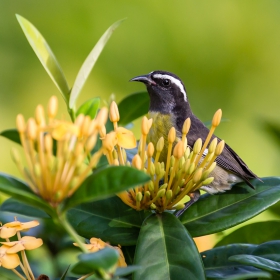 The Bananaquit (Coereba flaveola)