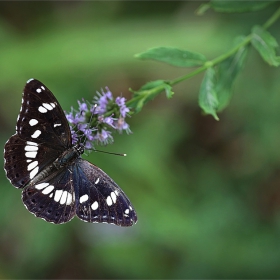 Limenitis reducta