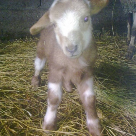 atanas :)