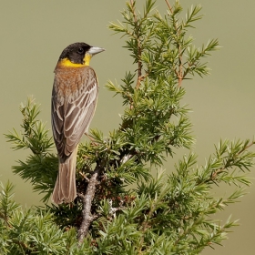 Черноглва овесарка /Emberiza melanocephala/.