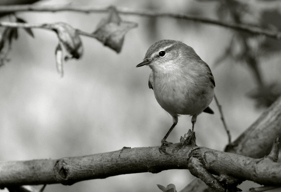 Елов певец / Phylloscopus collybita