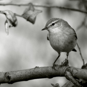 Елов певец / Phylloscopus collybita