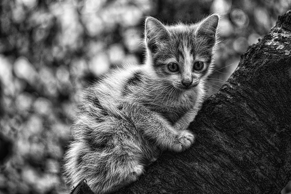 Защо котките са сиви?