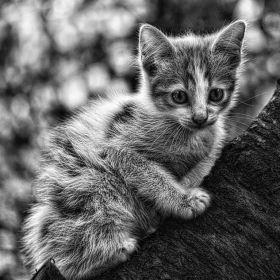Защо котките са сиви?