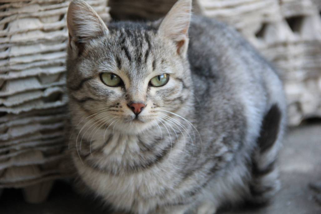 Котка