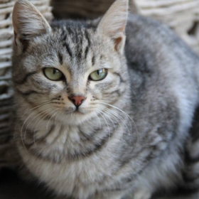 Котка