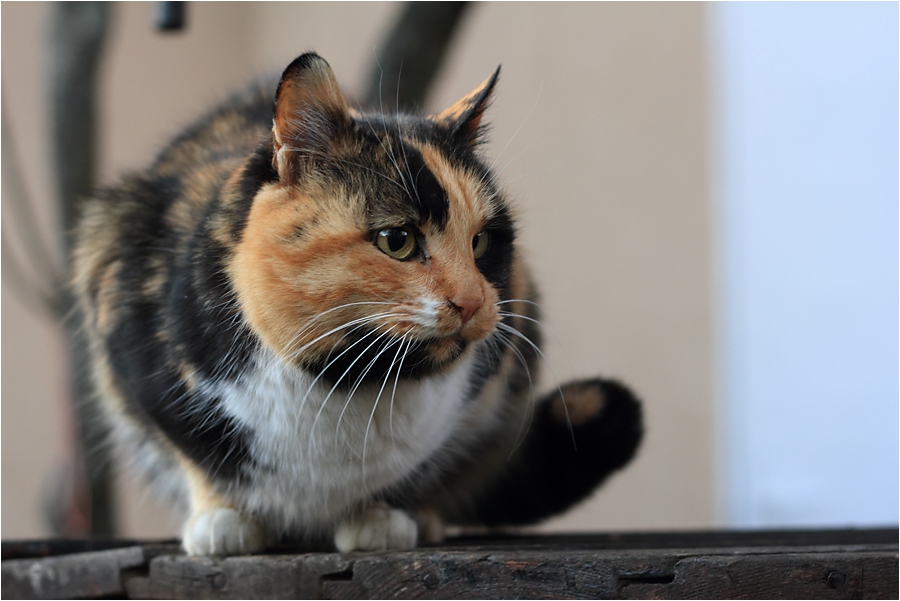 Кот