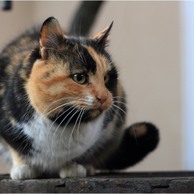 Кот