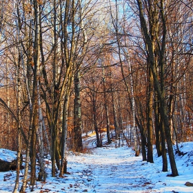 Пътека през гората