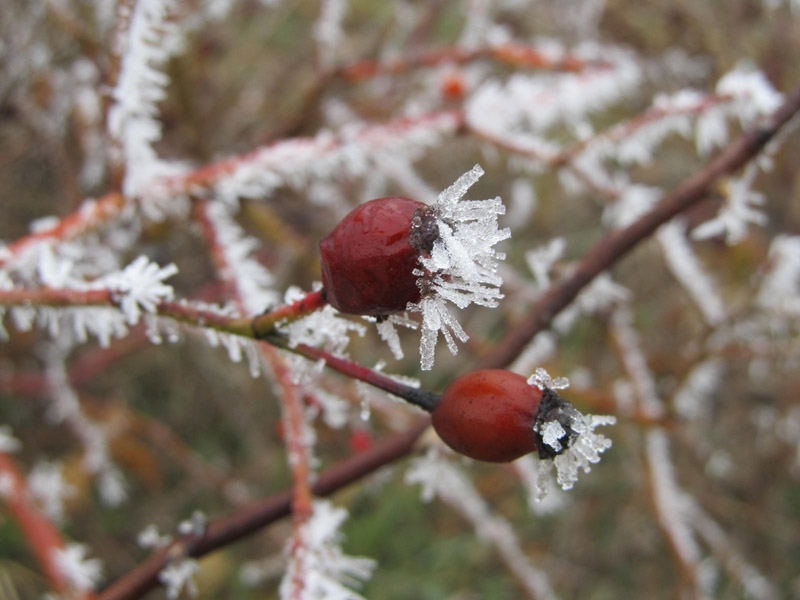 winter