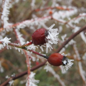 winter
