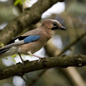 Сойка | Garrulus glandarius