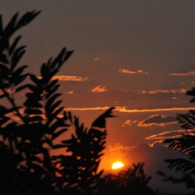 ..sunset behind the trees..