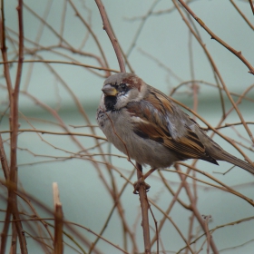 Sparrow