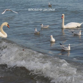 Влюбени двойки:):)