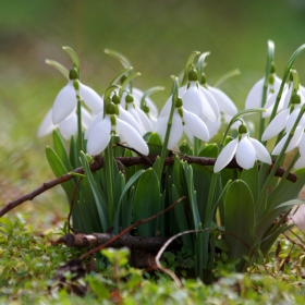 Кокичета (Galanthus nivalis)