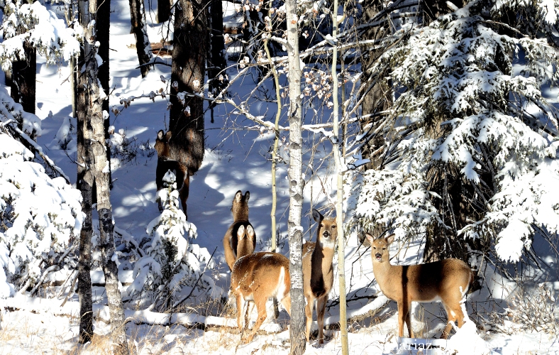 White - tailed Deers