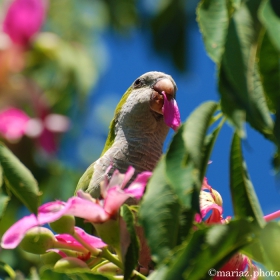 Delicious flowers