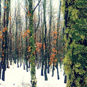 февруари в гората