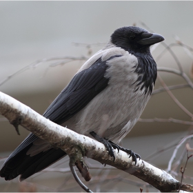 Maître Corbeau