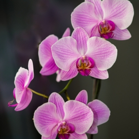 Orchid