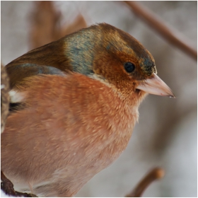 Fringilla coelebs т.е. Чинка