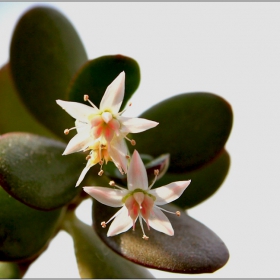  Crassula ovata