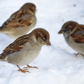 Домашни врабчета/Passer domesticus