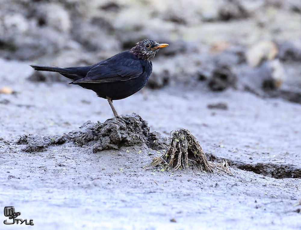 Обикновен скорец/Sturnus vulgaris