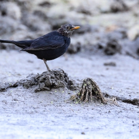 Обикновен скорец/Sturnus vulgaris