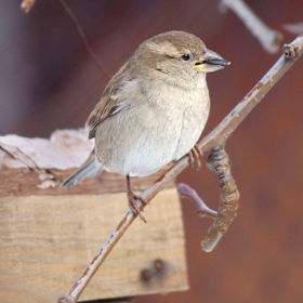 Домашно врабче/Passer domesticus - Женска