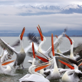 Къдроглави пеликани/Pelecanus crispus