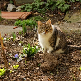 Котарачо